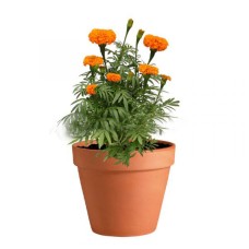 Marigold In Pot